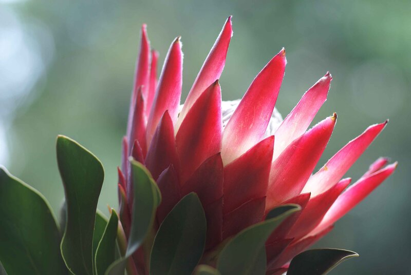 Red Protea Flower