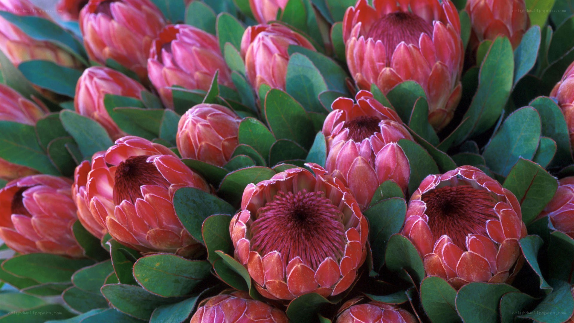 Red protea flowers in bloom