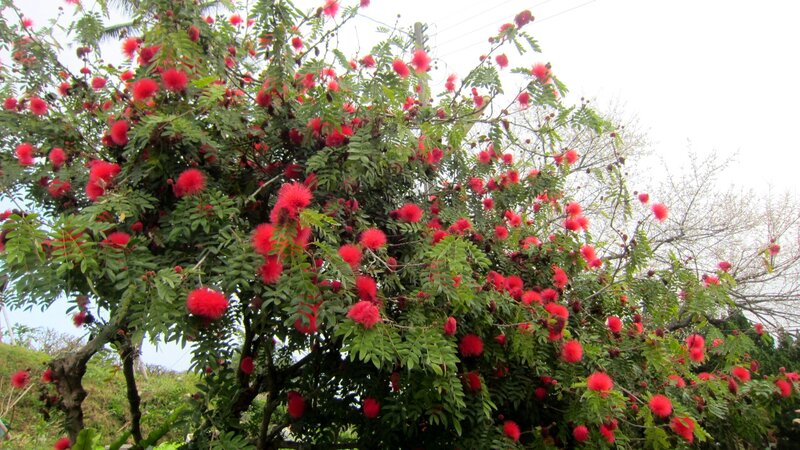 Red Puffball Flowers