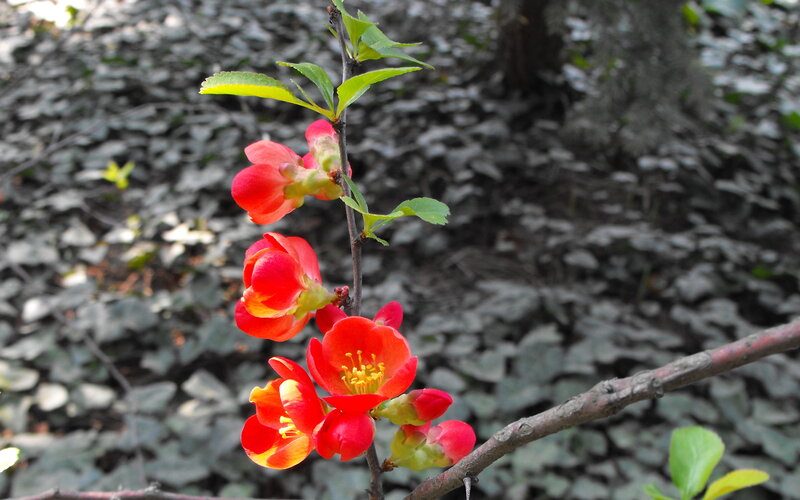 Red Quince Blossoms — Calm