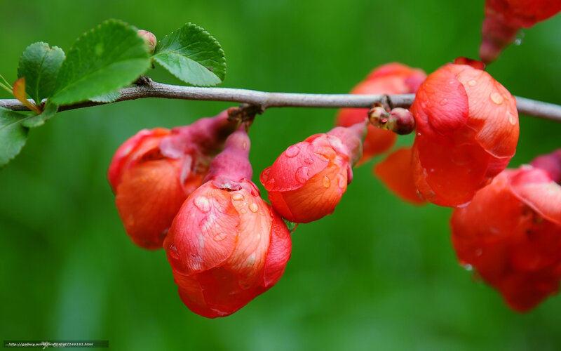 Red Quince Blossoms — Serene