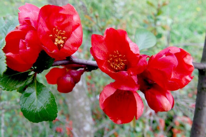 Red Quince Blossoms