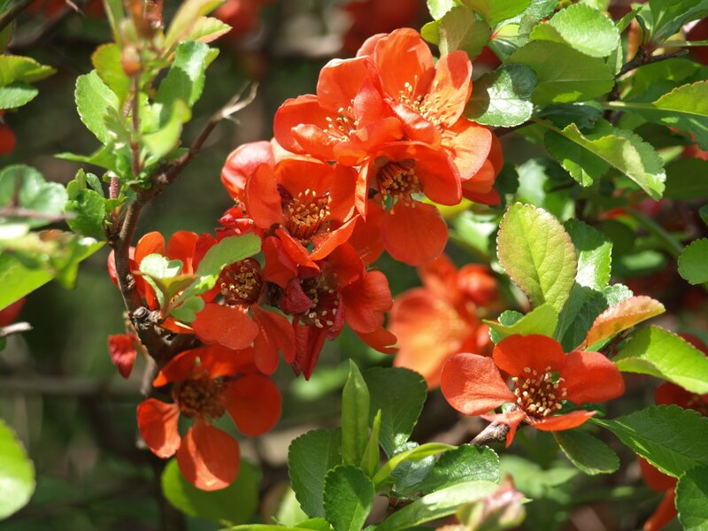 Red Quince Flowers
