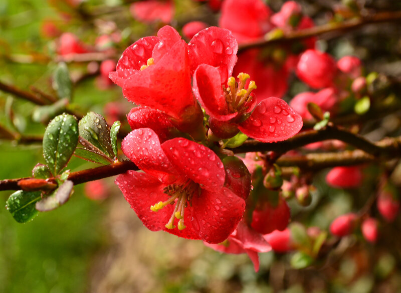 Red Quince Flowers — Vibrant