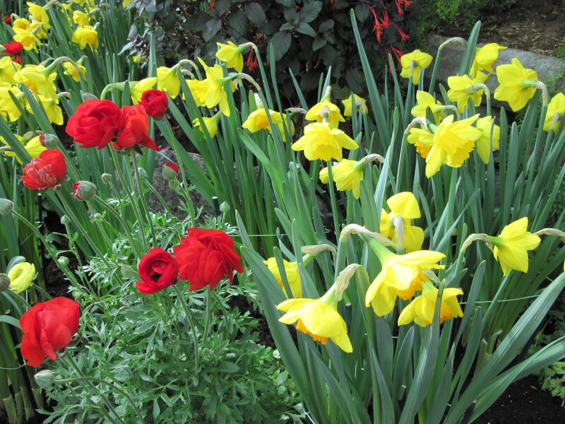 Red Ranunculus and Yellow Daffodils
