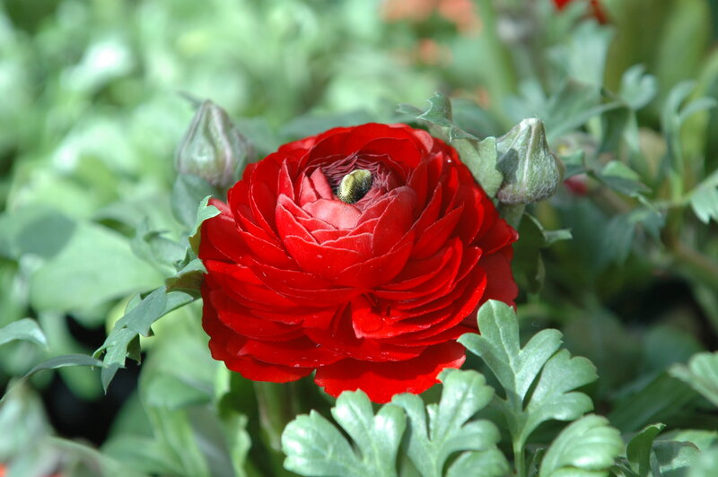 Red Ranunculus Flower — Calm, Afternoon, Photograph, Bud