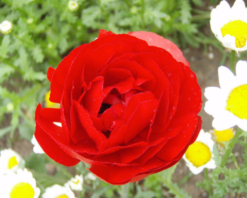 Red Ranunculus Flower — Calm, Afternoon, Photograph, Daisies