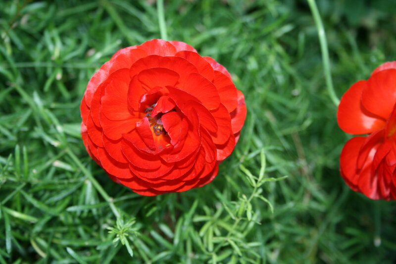 Red Ranunculus Flower — Calm, Afternoon, Photograph