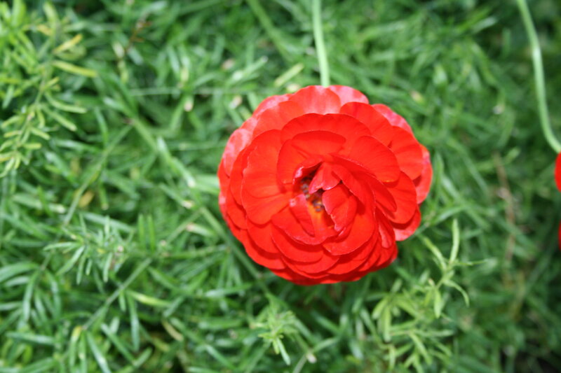 Red Ranunculus Flower — Calm, Afternoon