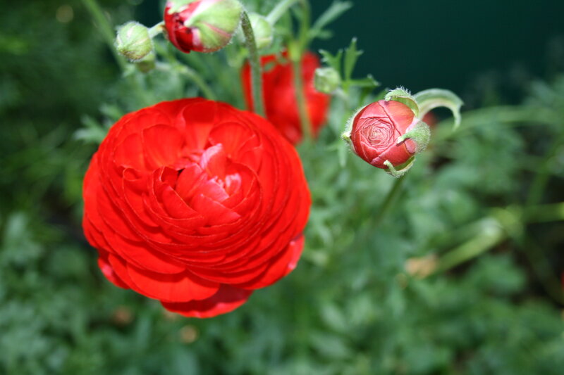 Red Ranunculus Flower — Calm, Spring, Photograph, Bud