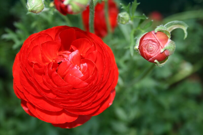 Red Ranunculus Flower — Calm, Spring, Photograph