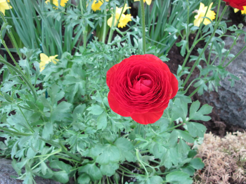 Red Ranunculus Flower — Calm, Spring