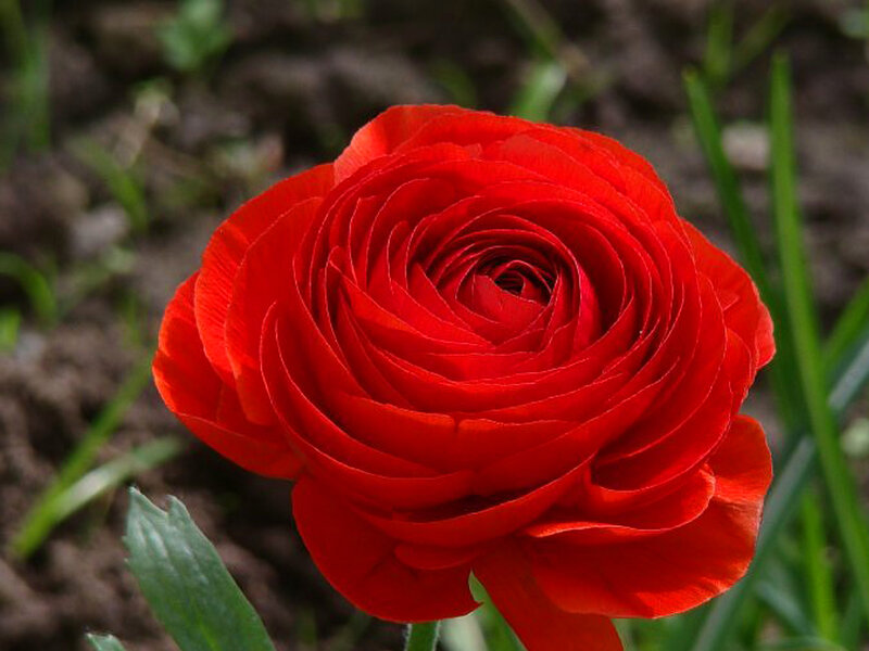 Red Ranunculus Flower — Calm