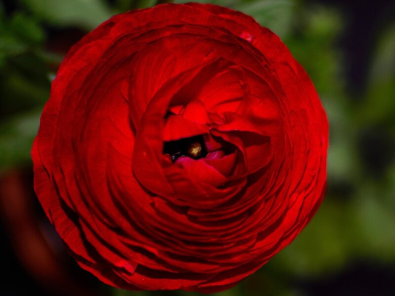Red Ranunculus Flower — Dramatic