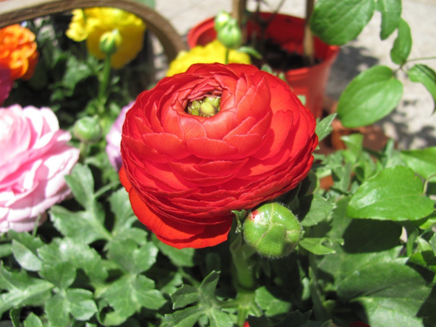 Red ranunculus flower in bloom