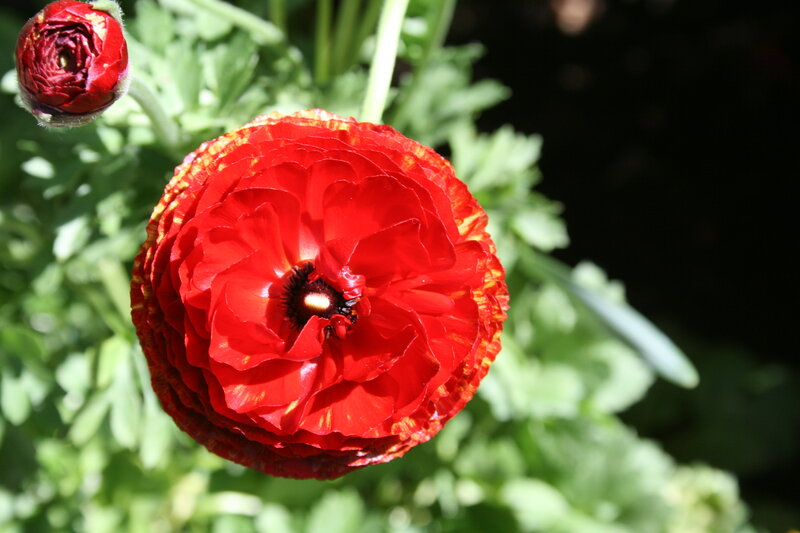 Red Ranunculus Flower — Natural, Afternoon