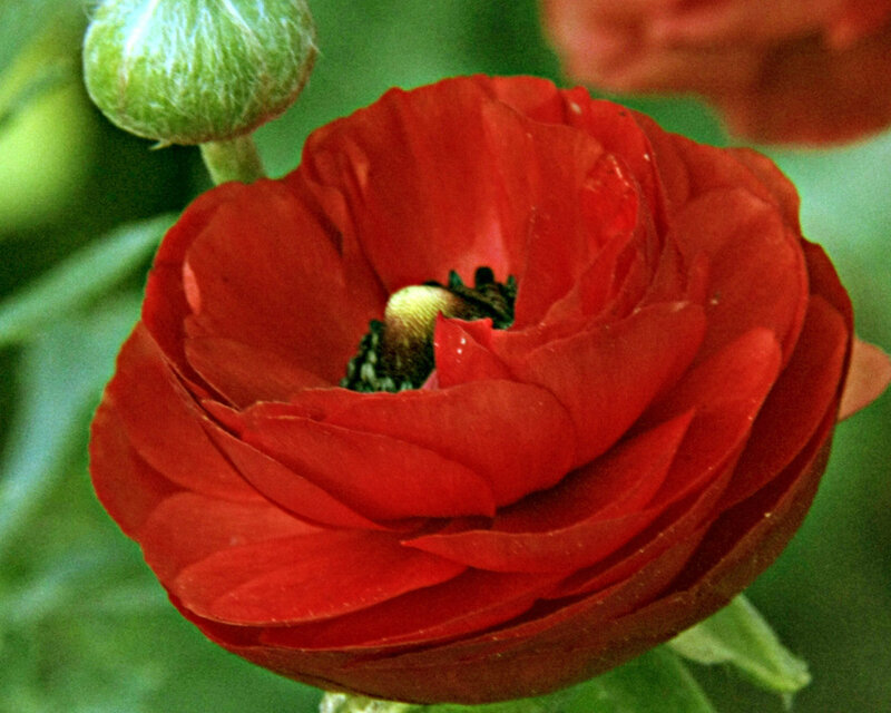 Red Ranunculus Flower — Natural, Photograph