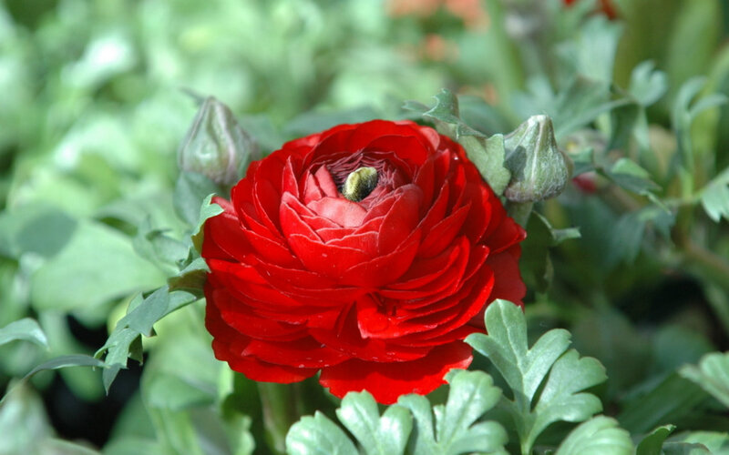 Red Ranunculus Flower — Natural, Spring, Photograph