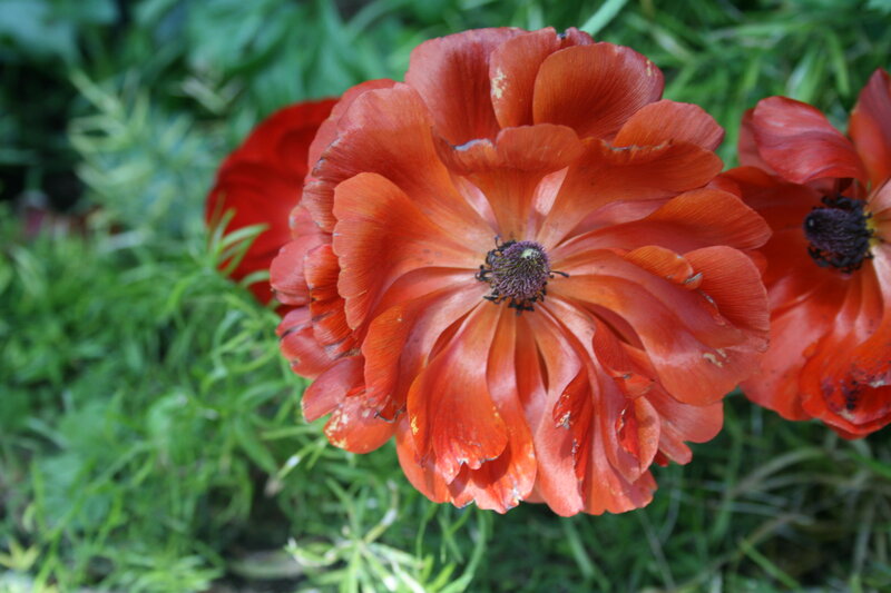 Red Ranunculus Flower — Natural
