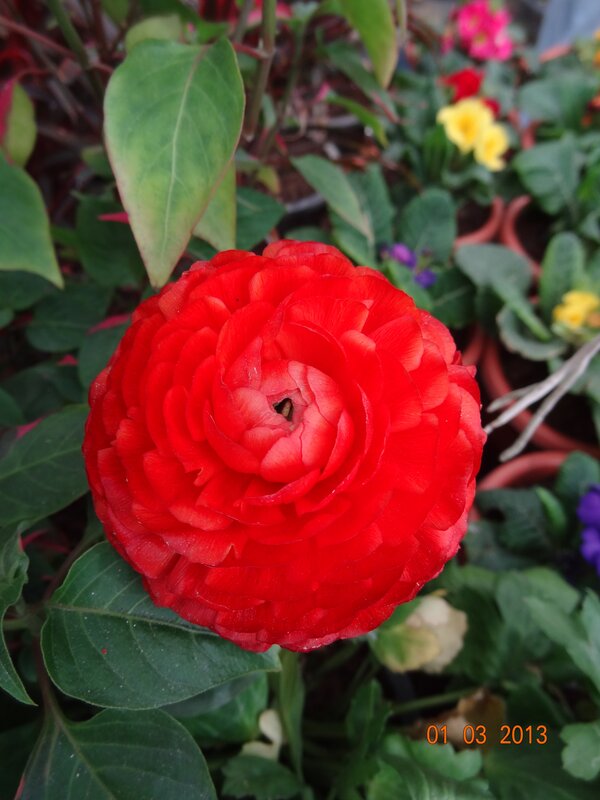 Red Ranunculus Flower