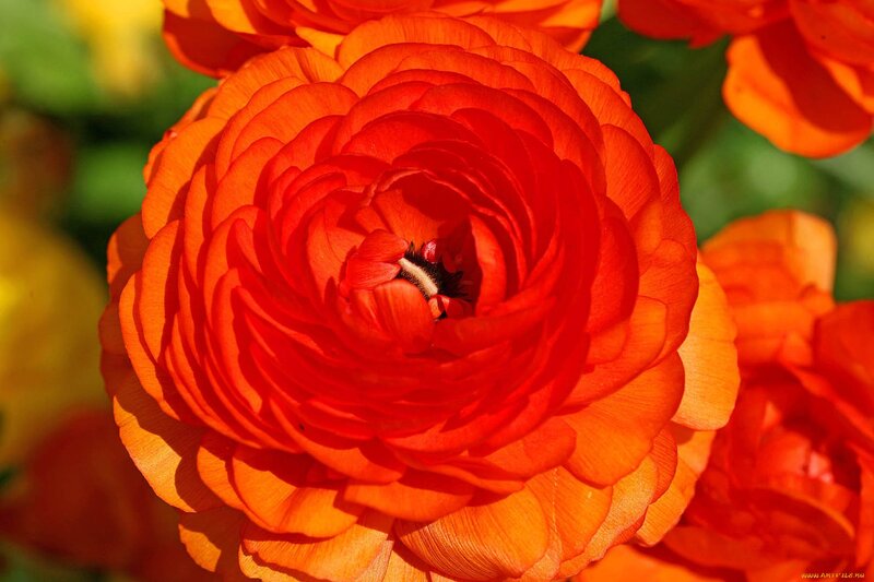 Red Ranunculus Flower — Vibrant