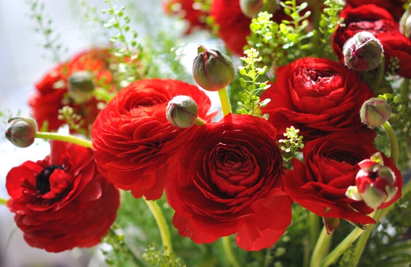 Red Ranunculus Flowers — Bright, Afternoon