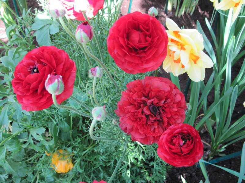 Red Ranunculus Flowers — Bright