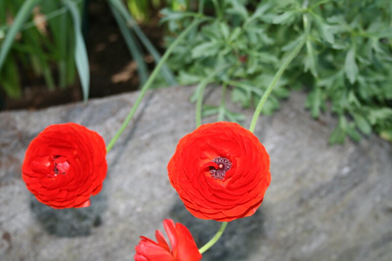Red Ranunculus Flowers — Calm, Afternoon