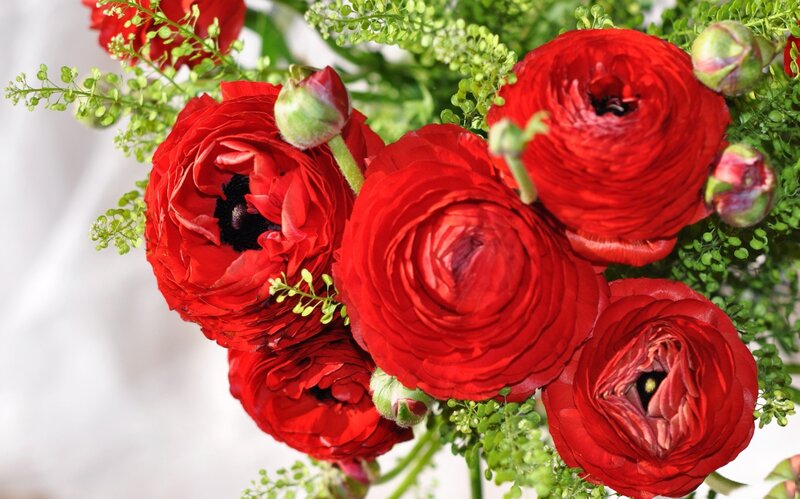 Red Ranunculus Flowers — Calm, Photograph, Buds