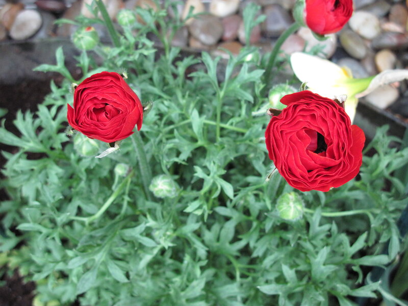Red Ranunculus Flowers — Calm, Photograph