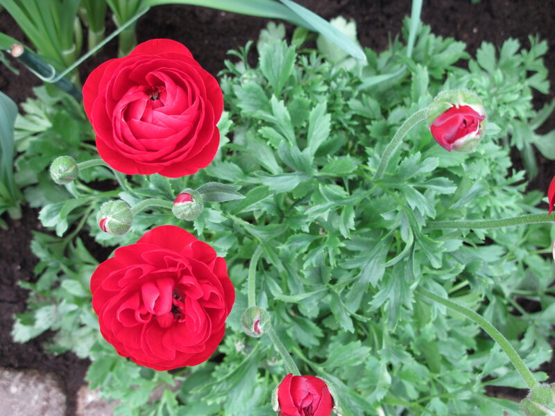 Red Ranunculus Flowers — Calm, Spring, Photograph, Buds