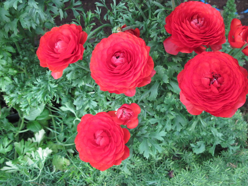 Red Ranunculus Flowers — Calm, Spring, Photograph, Green Leaves, Flower Buds