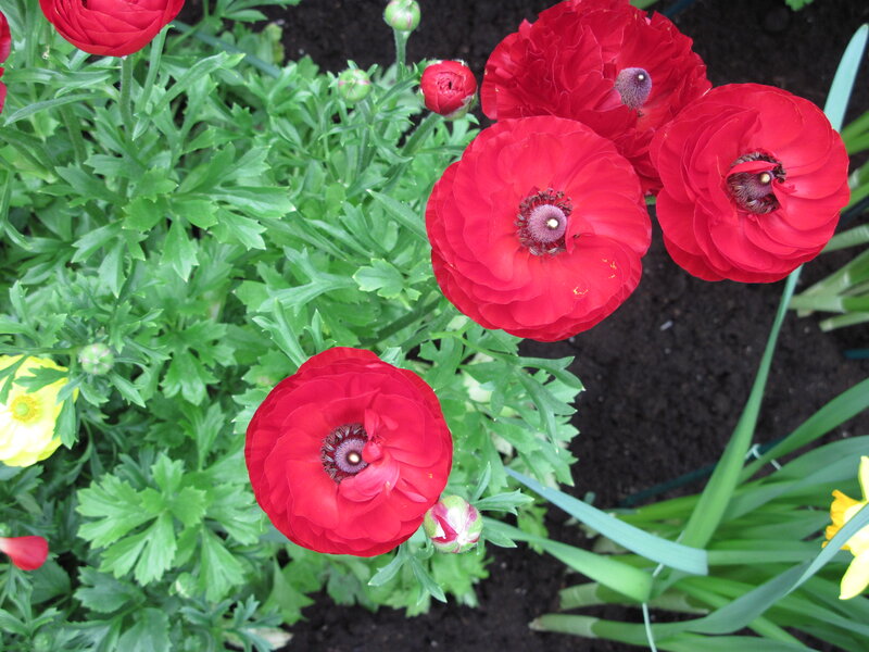 Red Ranunculus Flowers — Calm, Spring, Photograph, Green Leaves
