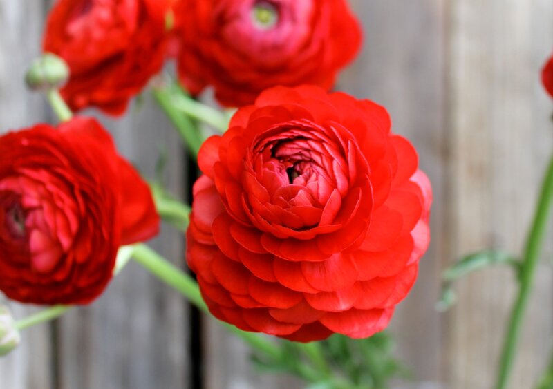 Red Ranunculus Flowers — Calm, Spring, Photograph, Green Stems
