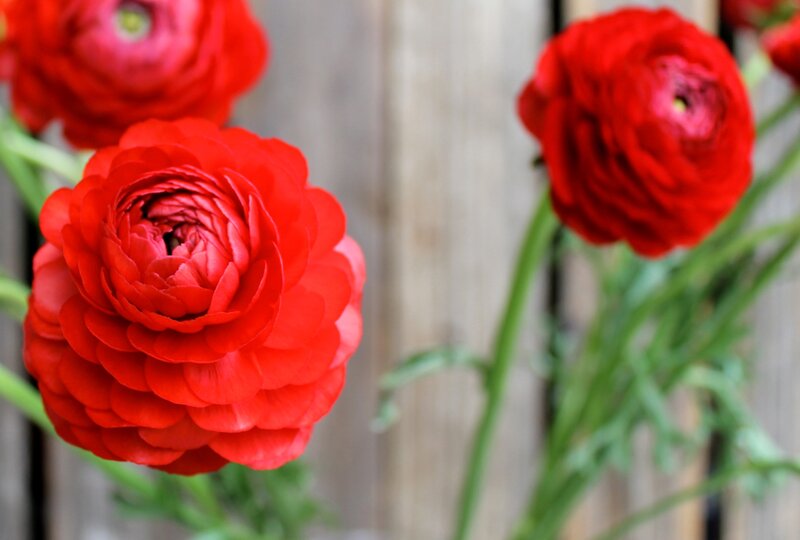 Red Ranunculus Flowers — Calm, Spring, Photograph, Green Stems, Wooden Background