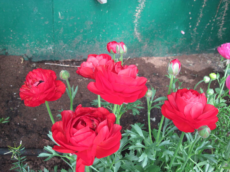 Red Ranunculus Flowers — Calm, Spring, Photograph