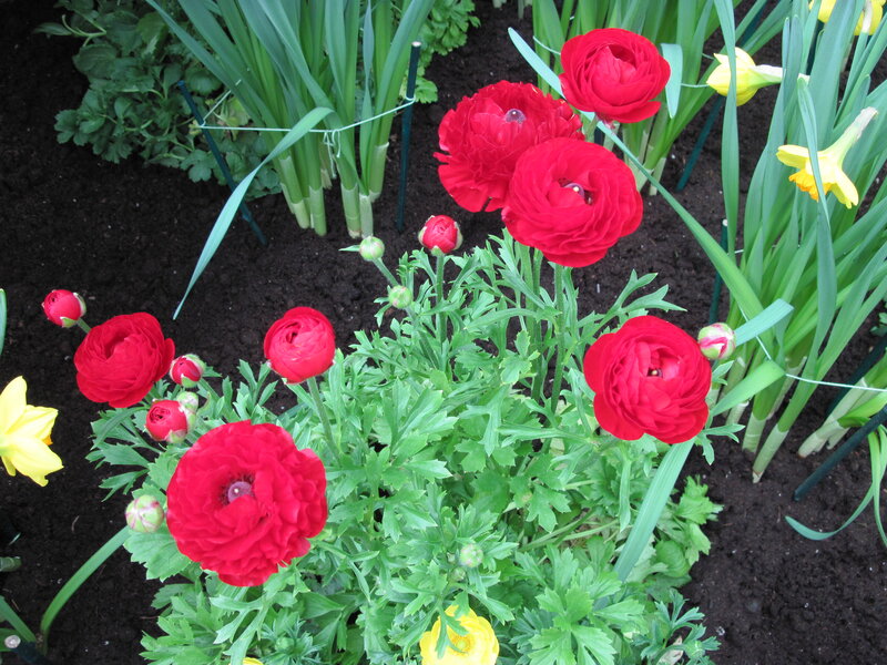 Red Ranunculus Flowers — Calm, Spring, Photograph, Yellow Daffodils