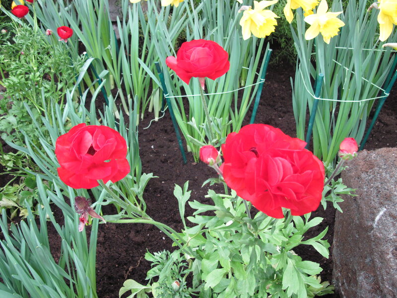 Red Ranunculus Flowers — Calm, Spring