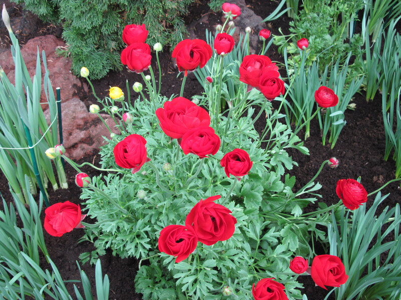 Red Ranunculus Flowers — Calm