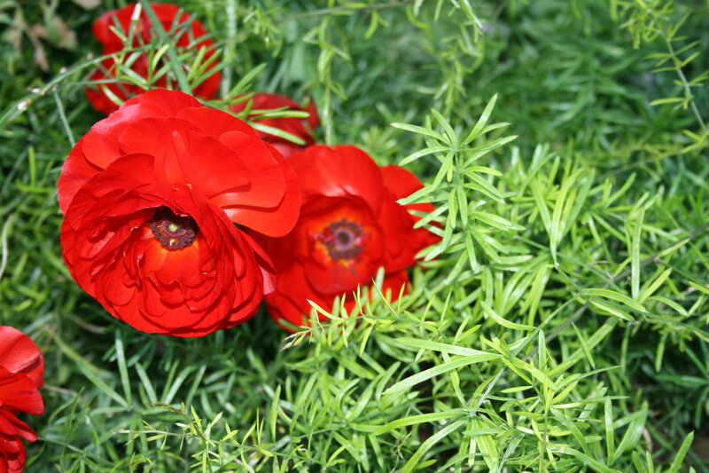 Red Ranunculus Flowers — Natural, Afternoon, Photograph, Green Foliage