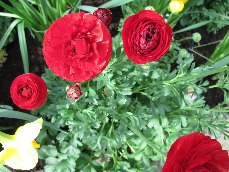 Red Ranunculus Flowers — Natural, Afternoon, Photograph