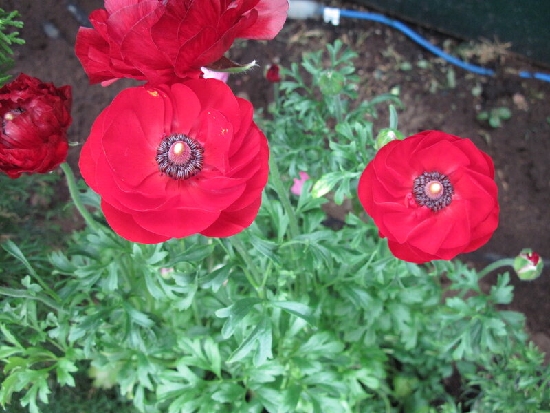 Red Ranunculus Flowers — Natural, Afternoon