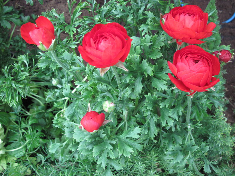 Red Ranunculus Flowers — Natural, Spring