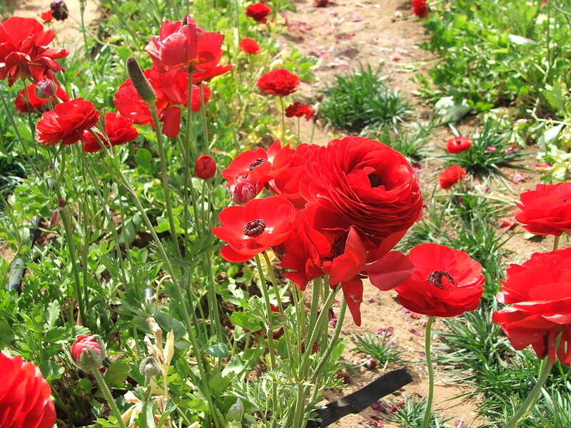 Red Ranunculus Flowers — Natural
