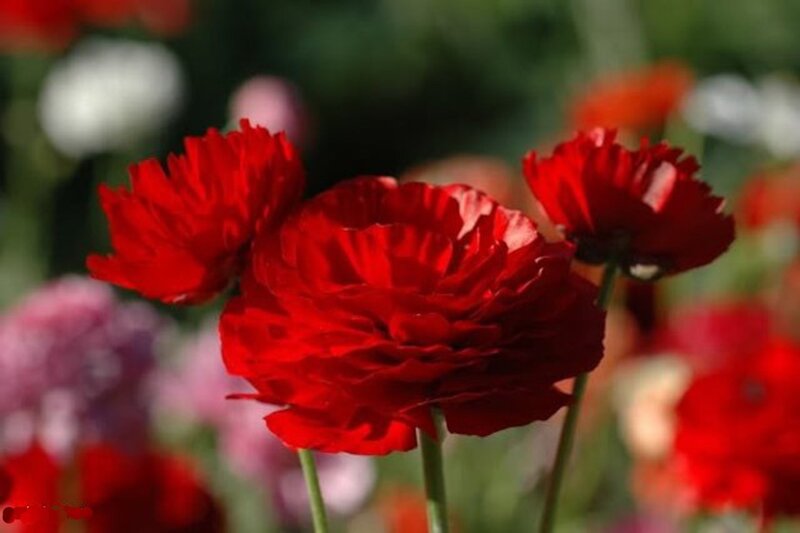 Red Ranunculus Flowers — Serene, Afternoon