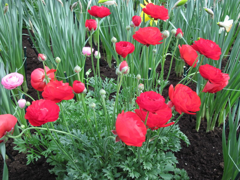 Red Ranunculus Flowers — Serene