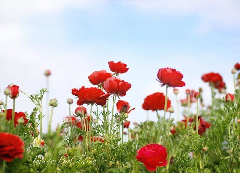 Red Ranunculus Flowers