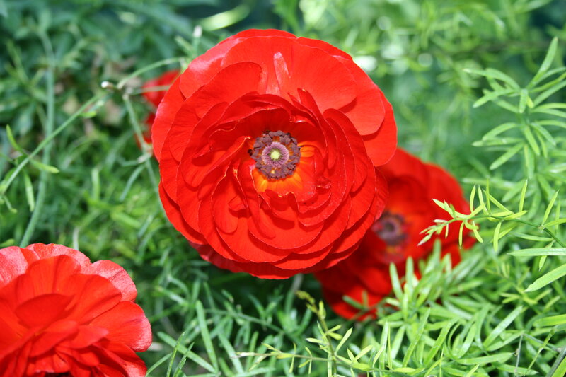 Red Ranunculus Flowers — Vibrant, Afternoon, Photograph
