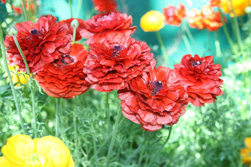 Red Ranunculus Flowers — Vibrant, Afternoon