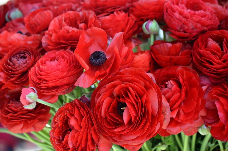 Red Ranunculus Flowers — Vibrant, Photograph